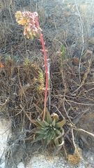 Dudleya ingens