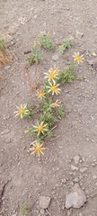 Mutisia sinuata