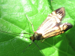 Nemophora staudingerella