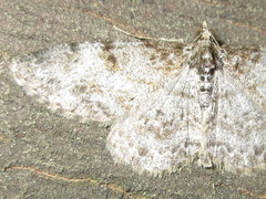 Protoboarmia simpliciaria