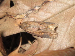 Cryptaspasma