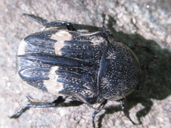 Glycyphana fulvistemma