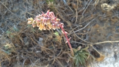 Dudleya ingens
