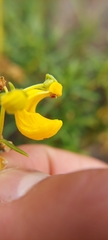 Calceolaria segethii