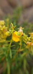 Calceolaria segethii