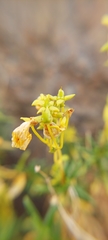 Calceolaria segethii