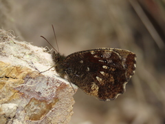 Pedaliodes boyacensis