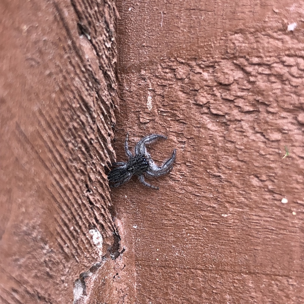 Holoplatys from Moreton Green, Springston, Canterbury, NZ on December