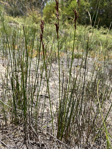 Schoenus brevifolius iNat (3)