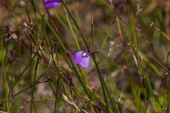 Utricularia barkeri