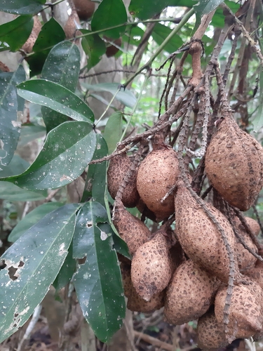 Whitfordiodendron nieuwenhuisii observed 2021-12-14