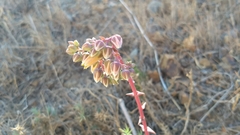Dudleya ingens