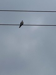 Streptopelia decaocto