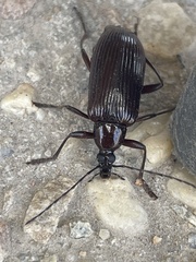 Tanychilus