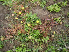 Centipeda cunninghamii