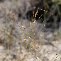 Austrostipa macalpinei