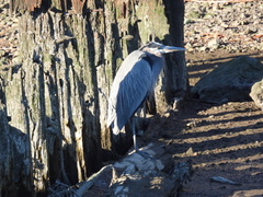 Ardea herodias