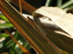 Ischnura denticollis