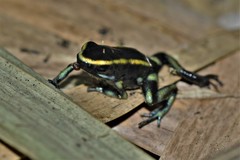 Dendrobates truncatus