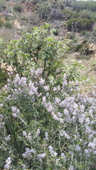 Malacothamnus davidsonii