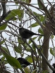 Psaltriparus minimus