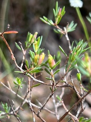 Darwinia biflora