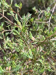 Darwinia biflora