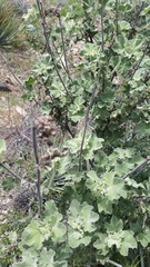 Malacothamnus davidsonii