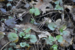 Alliaria petiolata