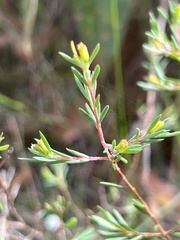Darwinia biflora