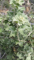 Malacothamnus davidsonii