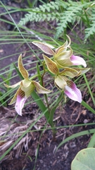 Galeandra paraguayensis
