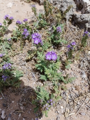 Phacelia popei