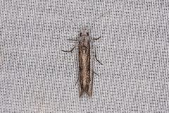 Mesopherna palustris