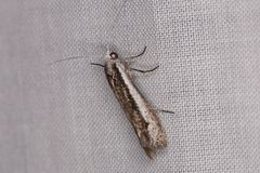 Mesopherna palustris