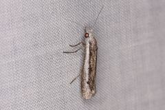 Mesopherna palustris