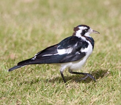 Grallina cyanoleuca