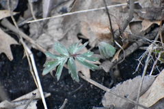 Hydrophyllum virginianum