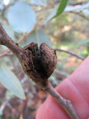 Dryocosmus asymmetricus
