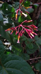 Palicourea marcgravii
