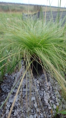 Bulbostylis paradoxa