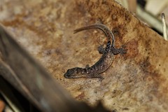 Lepidoblepharis xanthostigma