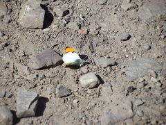 Anthocharis julia sulfuris