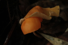 Hymenogloea papyracea
