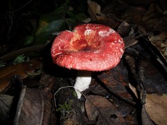 Russula