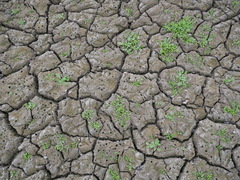 Centipeda cunninghamii