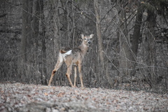 Odocoileus virginianus