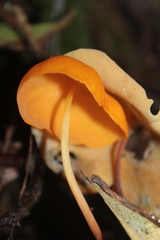 Hymenogloea papyracea