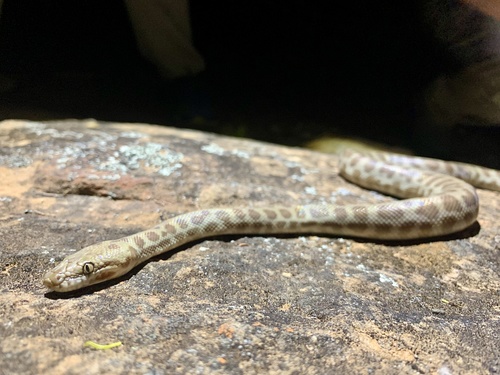 Children's Python sighting