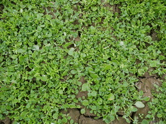 Centipeda cunninghamii